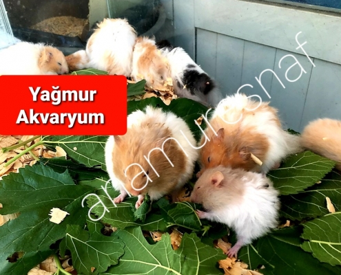 YAĞMUR AKVARYUM 2