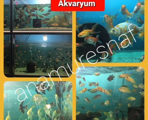 YAĞMUR AKVARYUM 6