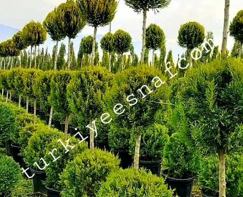 doga fidan 5
